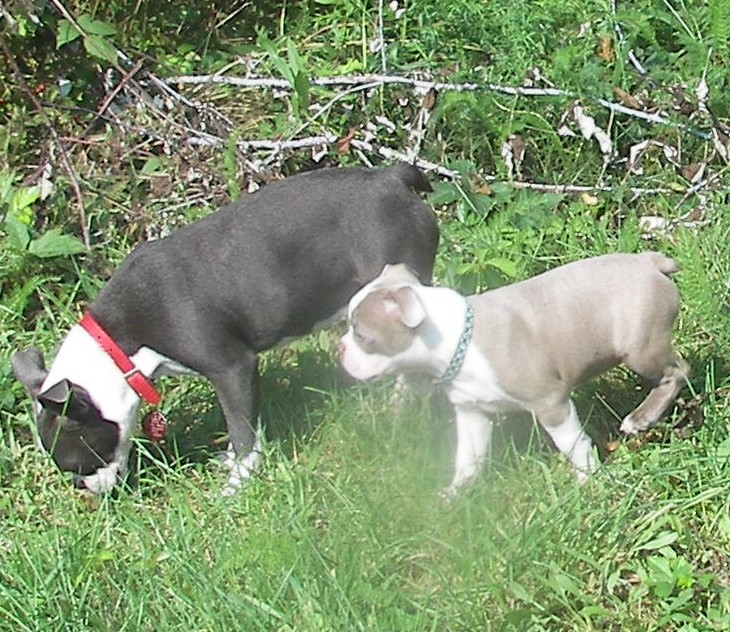 Blue Boston Terrier, Colored Boston Terrier puppies for sale: Blue Boston Terrier puppies, Cream Boston Terrier Puppies & Champagne Boston Terrier pupies for sale