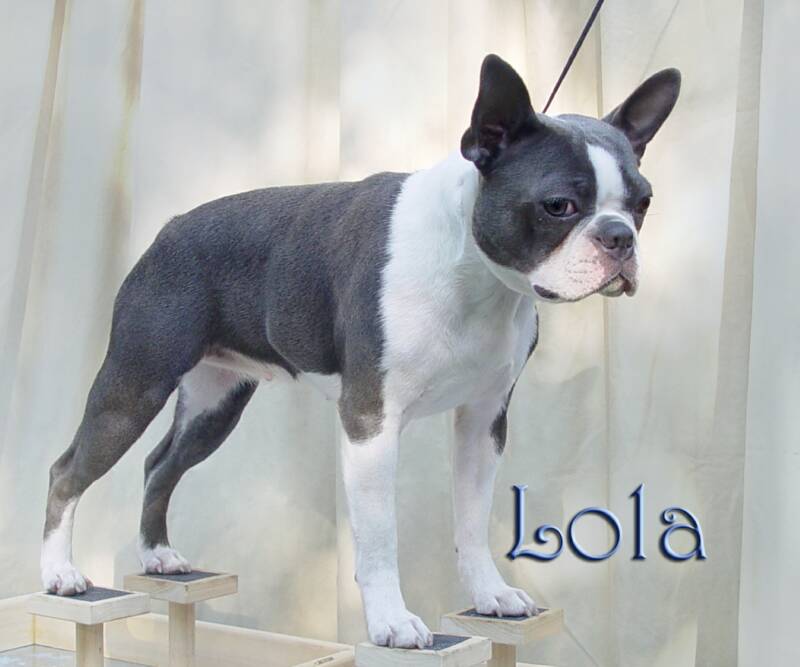 Blue Boston Terrier, Colored Boston Terrier puppies for sale: Blue Boston Terrier puppies, Cream Boston Terrier Puppies & Champagne Boston Terrier pupies for sale